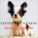 LITTLE DOG'S FARM : น้องได้บ้านใหม่แล้วค่ะ ชิวาวาขนยาว ตัวเล็กๆ หน้าสวยๆ