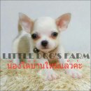 LITTLE DOG'S FARM : น้องได้บ้านใหม่แล้วค่ะ สาวน้อย ขนสั้น สีขาว-น้ำตาลอ่อน