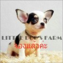 LITTLE DOG'S FARM : จองแล้วค่ะ สาวน้อยขนสั้น ตัวเล็กๆ สีแฟนซีขาว-ดำ