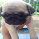 ปั๊กคุณภาพ ปลอดโรค มีจัดส่ง เพศเมีย