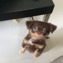 ขายลูกสุนัขชิวาว่าขนยาว เพศผู้2ตัวคะ