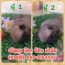 เปิดจอง ลูกปั๊๊ก ราคา 8500 บ.(ราชบุรี) 089-9164345