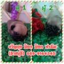 เปิดจอง ลูกปั๊๊ก ราคา 8500 บ.(ราชบุรี) 089-9164345