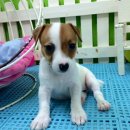 ขายลูกสุนัขแจ็ครัสเซลส์ (N’ จังกี้)