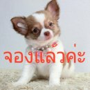 LITTLE DOG'S FARM : จองแล้วค่ะ  สาวน้อยชิวาวาขนยาว สีแฟนซี จมูกชมพู น่าหวานๆจ้า