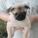 "น้องหมวยเล็ก" ลูกปั๊กเพศเมีย ริงเกิ้ลเต็ม (ขายแล้วจร้า) รอน้องๆๆ หนูเ...