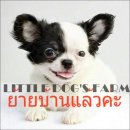 LITTLE DOG'S FARM :ย้ายบ้านแล้วค่ะ ชิวาวาขนยาว สีขาว-ดำ ขนแน่น มาร์คกิ้งเท่ๆ หัว...