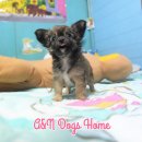 A&N Dogs Home ขายชิวาวาขนยาวเพศเมีย น้ำตาลล้วน หัวแอปเปิ้ล รับประกันสุขภาพ ร...