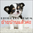 LITTLE DOG'S FARM : ย้ายบ้านแล้วค่ะ ชิวาวาขนยาว ตัวเล็กๆ สีแฟนซีขาว-ดำ คิ้มแก้มใ...