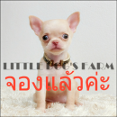 LITTLE DOG'S FARM : จองแล้วค่ะ สาวน้อยชิวาวาขนสั้น ตัวเล็กจิ๋วๆ หน้าสวยๆค่ะ