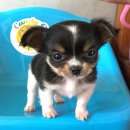 (ปิดการขายค่ะ)ชิวาวาขนยาวเพศเมีย น่ารัก
