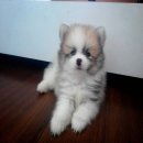 น้องปอมน้อยสีแฟนซีเพศชาย