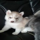 ไซบีเรียน ฮัสกี้