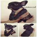 French Bulldog แท้ พร้อมย้ายบ้าน