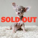 LITTLE DOG'S FARM : จองแล้วค่ะ ชิวาวาขนสั้น ตัวเล็กๆ สีเทา สีสวยหายาก น่ารักๆค่ะ...