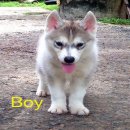 น้องหมาไซบีเรียน เพศผู้ สีขาวเทา น่ารักสุขภาพแข็งแรง ราคาไม่แพง จัดส่งฟรี
