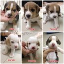 ลูกบีเกิ้ล