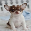 ★^-^*★ WWW.WOWWCHIHUAHUA.COM★^-^*★." "น้องโคลอี้"ชิวาวา เพศเมีย ข...