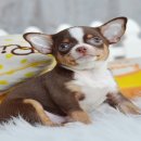 น้องโปกเกอร์ ชิวาวา เพศผู้ ขนสั้น สีขาวชอคโกแลต 8500 www.wowwchihuahua.com