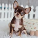 ชิวาวาขนสั้นเพศเมียสีชอคแทน น่ารักมาก