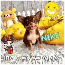 8500 ชิวาวาสีชอคแทนเพศผู้ สุดน่ารัก