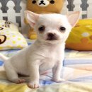 น้องดอลลี่ เพศเมียขนสั้นสีขาวครีม ไซด์เล็ก น่ารักมากๆ