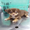 ขายชิวาวาเพศชาย สีไลแลคแทน