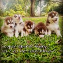 ไซบีเรียน ฮัสกี้ สแตนดาร์ด สีคอปเปอร์