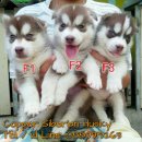 ไซบีเรียน ฮัสกี้ สแตนดาร์ด สีคอปเปอร์ 