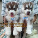 ไซบีเรียน ฮัสกี้ สแตนดาร์ด สีคอปเปอร์ 