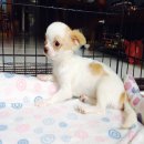 แบ่งขายหมาทีคัฟสำหรับเป็นพ่อพันธุ์หรือเลี้ยงเล่นได้ตัวจิ๋ว พกพาง่าย8,500฿