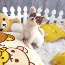 ★^-^*★ WWW.WOWWCHIHUAHUA.COM ★^-^*★." น้องโมริ" ชิวาวาเพศเมียขนยาว สีข...