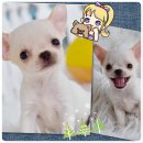 ชิวาวาเพศเมียสีขาวครีมขนสั้นสุดน่ารัก