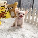 ★^-^*★ WWW.WOWWCHIHUAHUA.COM ★^-^*★." น้องข้าวเม่า" ชิวาวาเพศเมีย ขนยา...