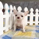 ★^-^*★ WWW.WOWWCHIHUAHUA.COM★ ^-^*★."น้องผักกาด" ชิวาวาเพศเมีย ขนสั้น...