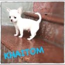 ★^-^*★ WWW.WOWWCHIHUAHUA.COM★ ^-^*★."น้องไข่ต้ม" ชิวาวาเพศผู้ขนสั้น สี...