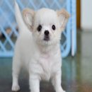 ★^-^*★ WWW.WOWWCHIHUAHUA.COM ★^-^*★."น้องไอติม" เพศเมียขนยาวสีขาวครีม 