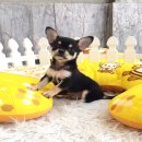 ★^-^*★ WWW.WOWWCHIHUAHUA.COM★ ^-^*★."น้องบ๊อบบี้" ชิวาวาเพศผู้ ขนสั้น...