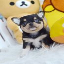 ★^-^*★ WWW.WOWWCHIHUAHUA.COM ^-^*★."น้องถั่วแระ" เพศผู้ขนสั้น สีแบลคแท...