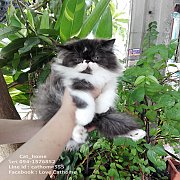 ลูกแมวPersian (หน้าบี้งามๆ) Bicolor อ้อนเก่ง น่ารัก ฟอร์มสวย พ่อ CFAเต็มใบ (เพศผ...