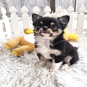 ★^-^*★ WWW.WOWWCHIHUAHUA.COM ★^-^*★." น้องฟ้าใส" ชิวาวาเพศเมีย ขนยาว ส...