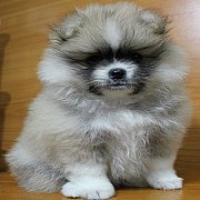 ปอมเมอเรเนี่ยน สีครีมเทา เพศเมีย