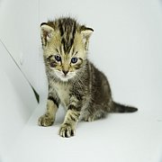 เปิดจอง Scottish fold female แมวหูตั้้ง เพศผู้
