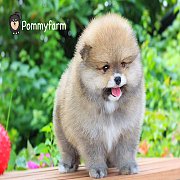 Pommyfarm จำหน่ายลูกปอมเมอเรเนียน หน้าหมี เกรดสวยๆ ราคาเบาๆ บริการจัดส่งทั่วประเ...