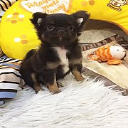 ★^-^*★ WWW.WOWWCHIHUAHUA.COM ★^-^*★." น้องกระปุก" เพศเมียขนยาว สีชอคโก...