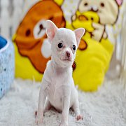 น้องแคนดี้ ... หนูน้อยขนสั้นสีขาวเพศเมีย