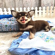 "น้องหมูต้ม" หนูน้อยเพศเมียสีชอคแทนสุดน่ารัก