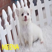 8500 ค่ะ น่ารักๆ ... "น้องมีนา & น้องแว่น" เพศเมียสีขาวครีมหน้าหวา...