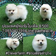 ปอมเพศผู้ฟอร์มใบเพ็ดขนแน่นสวย ใบเพ็ดเต็มใบ 8500 เท่านั้นค๊า