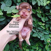 ชิวาวา มีคิ้ว หนุ่มน้อย สีช็อคโกแลต